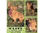 Adopt DAISY - JCAS a American Staffordshire Terrier
