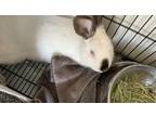 Adopt UNICORN a Bunny Rabbit