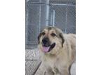 Adopt LuLu a Australian Shepherd, Anatolian Shepherd