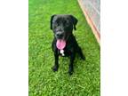 Adopt ELIZA a Labrador Retriever, Mixed Breed