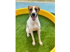 Adopt SANDY a Catahoula Leopard Dog