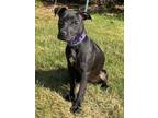 Adopt DESTINY a Pit Bull Terrier, Mixed Breed