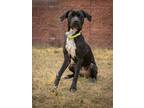 Adopt KYRA a Labrador Retriever, Pointer