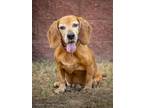 Adopt EUNICE a Basset Hound, Mixed Breed