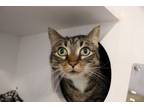 Adopt Halo a Domestic Short Hair