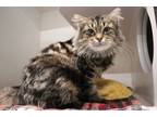Adopt Samantha a Domestic Long Hair