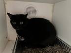 Adopt Sweetie Pie a Domestic Short Hair