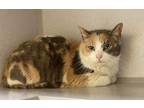 Adopt Lulu a Calico