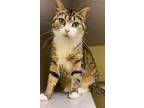 Adopt Mama Molasses a Domestic Short Hair