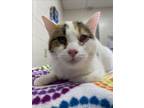 Adopt PASTEL a Domestic Short Hair