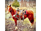 Online Auction - [url removed] - One-Of-A-Kind Gentle Quarter Pony - Broke...