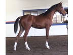 IN FANTASIA - 2020 bay mare (Inception x Felicia Afire by Afire Bey V)