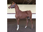 ROMANCE DGL - 2020 chestnut mare (Afires Heir x Noble Rita by IXL Noble Express)