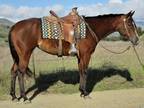5 Yearold 15.2 Hand Bay Mare +++Video+++