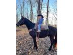 Online Auction - [url removed] - Gentle & Safe Missouri Fox Trotter Trail Riding