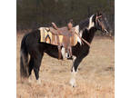 Online Auction - [url removed] - Beautiful Loud Colored Black & White Spotted