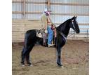 Online Auction - [url removed] - Beautiful Big 15.3 Hand Black Missouri Fox