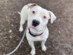Adopt BABY a Pit Bull Terrier, Mixed Breed
