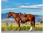2012 Soreel Gelding