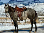 2016 Grey Gelding