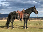 2011 Black Gelding
