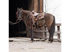 Online Auction - [url removed] - Beautiful True Grulla Trail Riding & Ranch