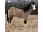 Online Auction - [url removed] - Gorgeous Buckskin Pony! She Trail Rides Like A