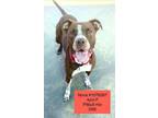 Adopt Nova a Pit Bull Terrier, Hound
