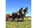 Draft Molly Mule team for Sale