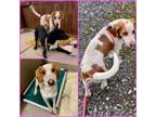 Adopt QUEENIE a English Coonhound, Bluetick Coonhound