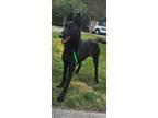 Adopt DOJA a German Shepherd Dog