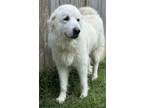 Adopt Milana a Great Pyrenees