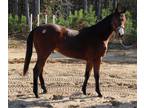 Online Auction [url removed] - 2020 AQHA Gelding - Pink Buckle, Ruby Buckle