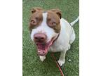 Adopt COCO a Pit Bull Terrier