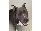 Adopt AUDREY a Pit Bull Terrier