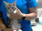 Adopt SANDPIPER a Domestic Short Hair