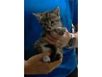 Adopt SPICY a Domestic Short Hair