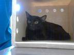Adopt VENUS a Domestic Short Hair