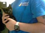 Adopt VELVET a Domestic Short Hair