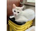 Adopt Maddie a Manx, Siamese