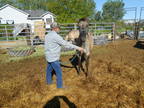 Double Homozygous Grulla Stallion Prospect