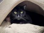Adopt SAMMY a Domestic Short Hair