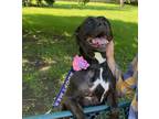 Adopt GRACE a Boxer, Mixed Breed