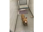 Adopt CANDY a Labrador Retriever, Mixed Breed