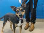 Adopt SELENA GOMEZ a Australian Cattle Dog / Blue Heeler, Mixed Breed
