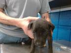Adopt SWEET PEA a Labrador Retriever, Mixed Breed