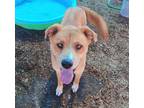 Adopt ELLIE a Australian Shepherd, Mixed Breed