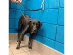 Adopt ZOEY a Pit Bull Terrier