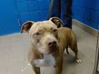Adopt MARIPOSA a Pit Bull Terrier, Mixed Breed