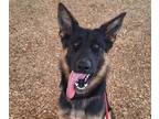 Adopt STARFIRE a German Shepherd Dog, Mixed Breed